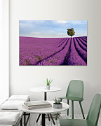 Obraz Levandule 1749